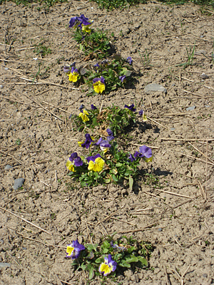 pansy mulched